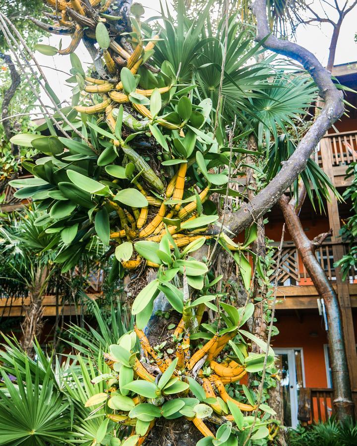 Hotel Posada Las Orquideas,Вест-Энд Экстерьер фото